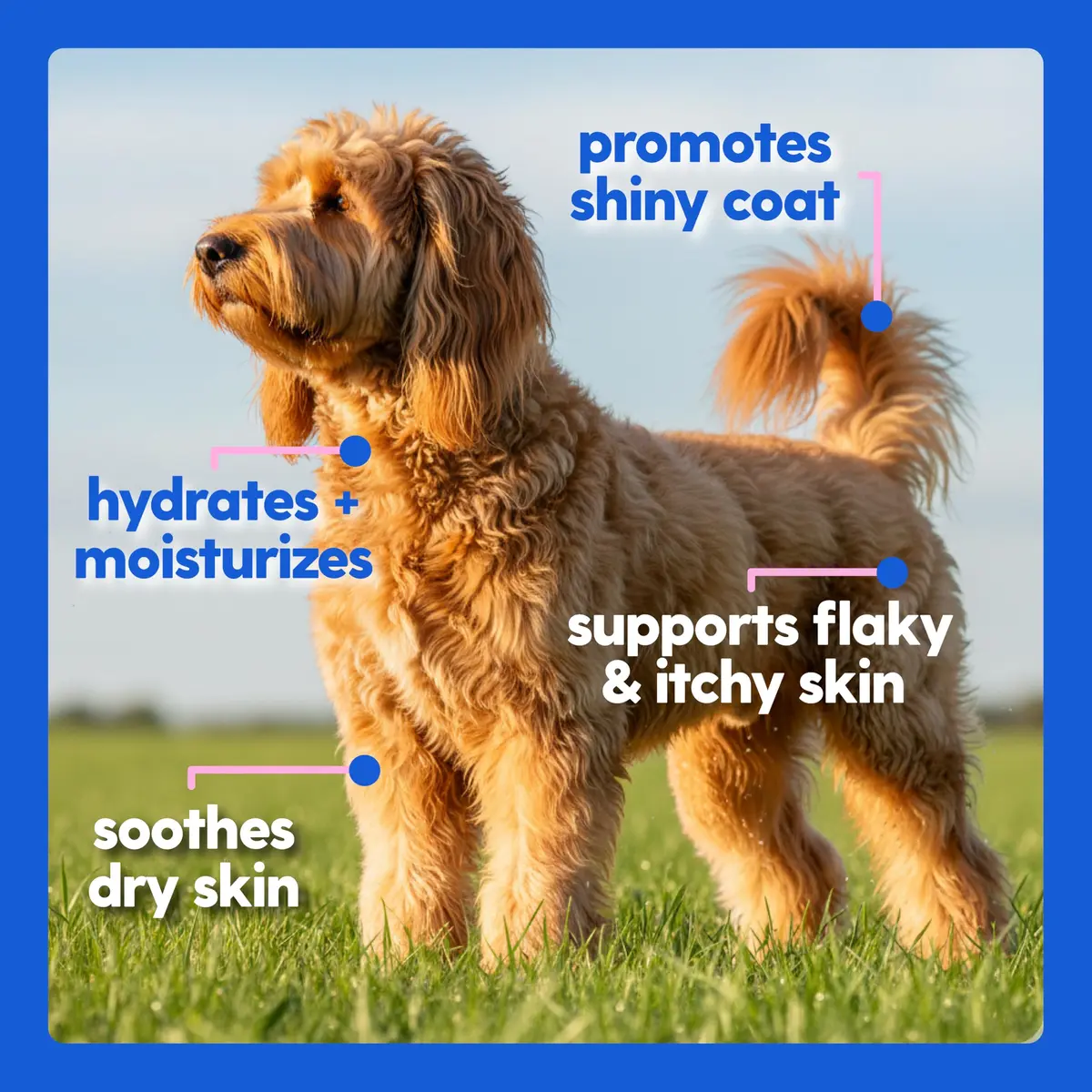 Taily Liquid Collagen for Dogs & Cats, 4 Fl Oz | Itch & Coat Support with Grass Fed Collagen - view 8