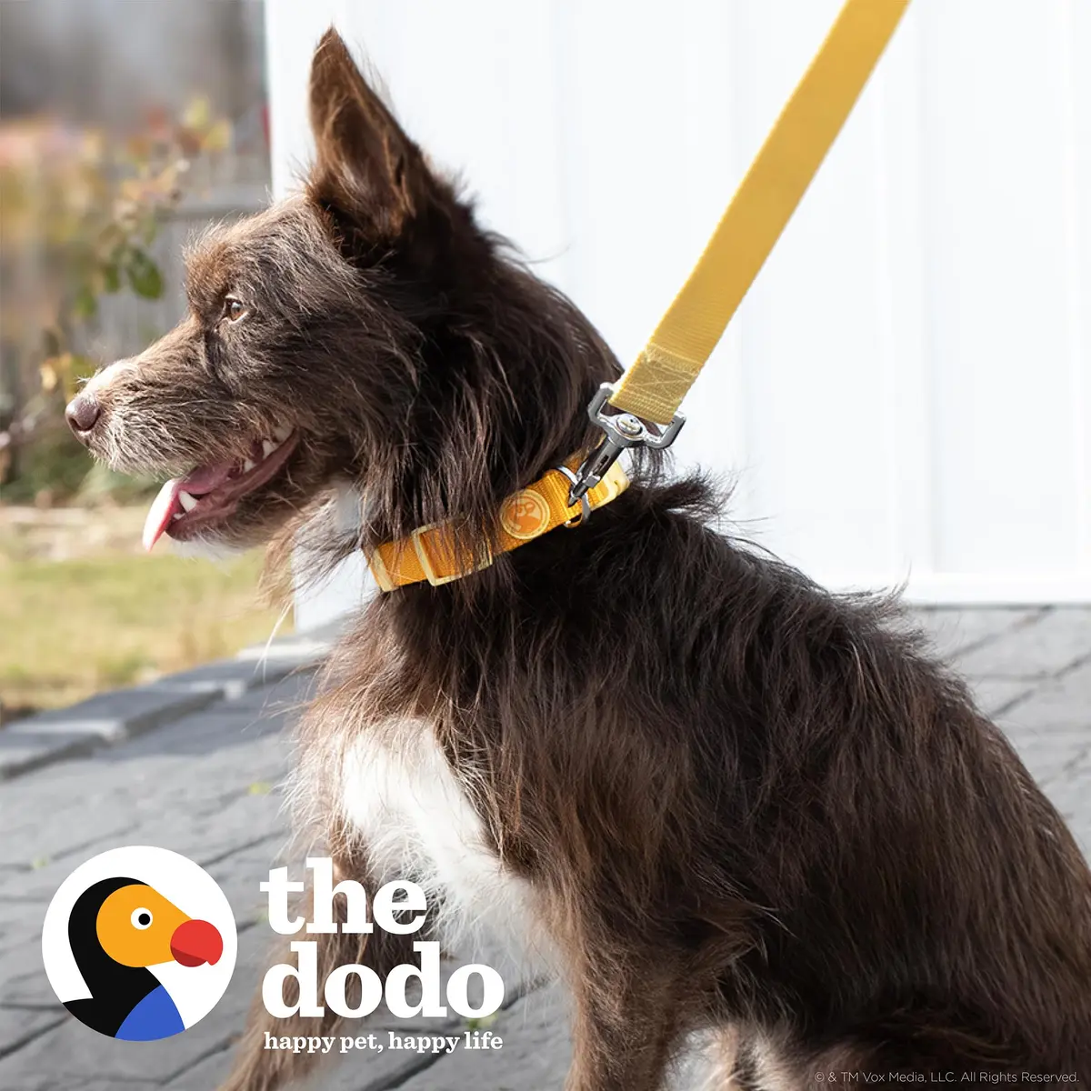 The Dodo All Nylon Yellow Collar and Leash Set - Small; Waterproof Dog Leash & Collar, Perfect for Beach or Lake Trips - view 2