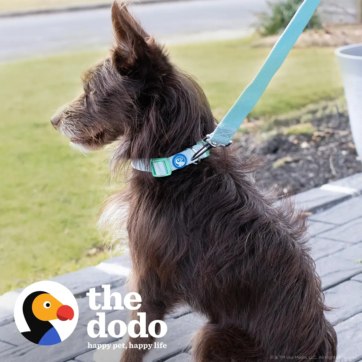 The Dodo All Nylon Blue and Green Collar and Leash Set - Small; Matching Waterproof Dog Accessories - view 2