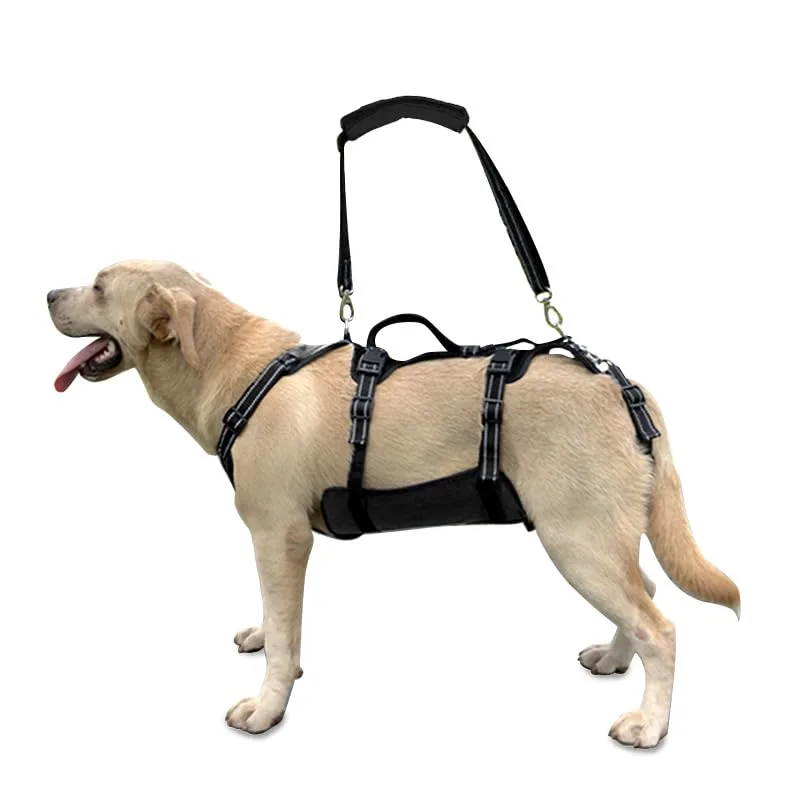 Collars, Harnesses & Leashes
