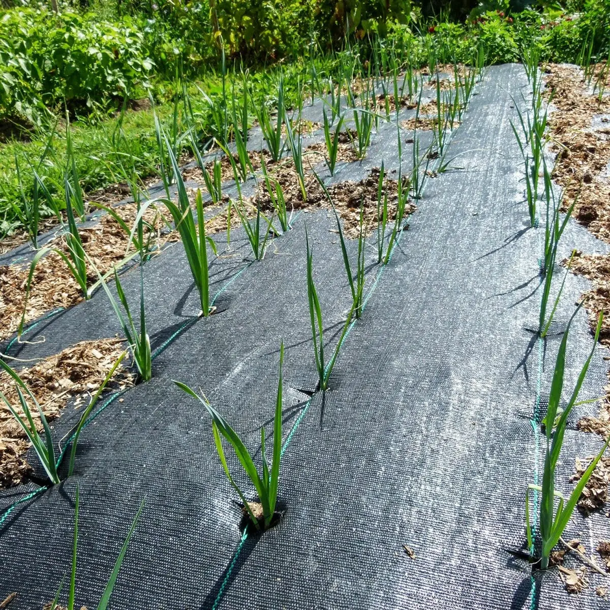 Groweco Heavy Duty Weed Barrier Fabric 6FTX100FT (183cm x 30.5m) | Landscape Fabric for Gardens & Pathways - view 7