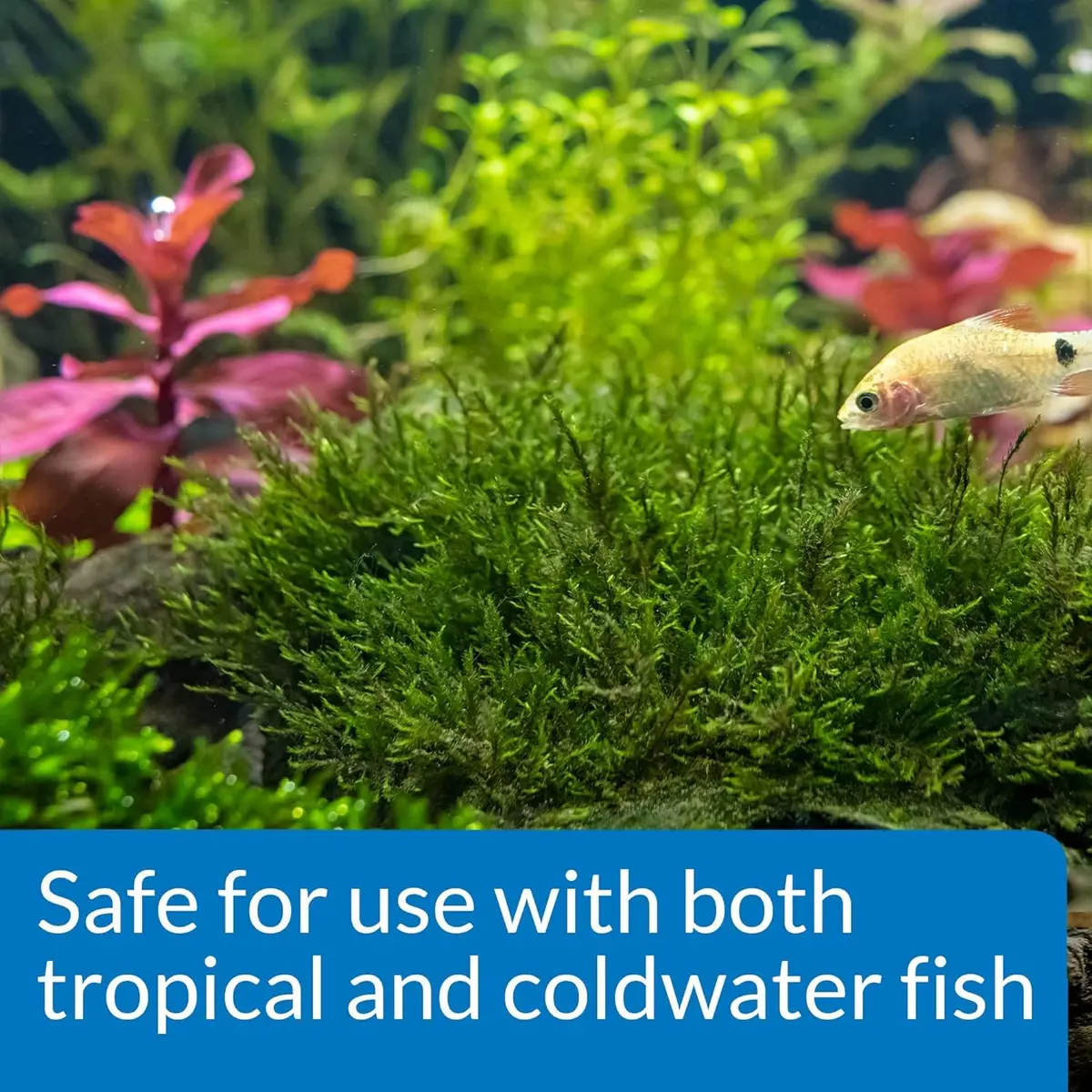 API Root Tabs Freshwater Aquarium Plant Fertilizer 0.4-Ounce 10-Count Box (Pack of 2) | Promotes Strong Root Development - view 5