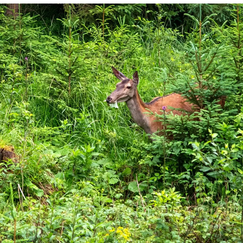 EPIC REPELLENTS Deer Scram All Natural Granular Repellent 10 lb | Long-lasting, eco-friendly deer deterrent - view 3