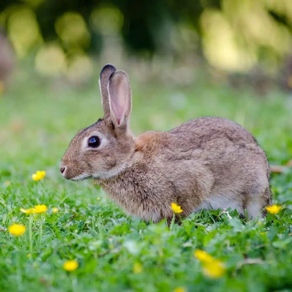 EPIC REPELLENTS Rabbit Scram All Natural Granular Repellent 25 lb | Eco-Friendly Animal & Pet Safe - view 5
