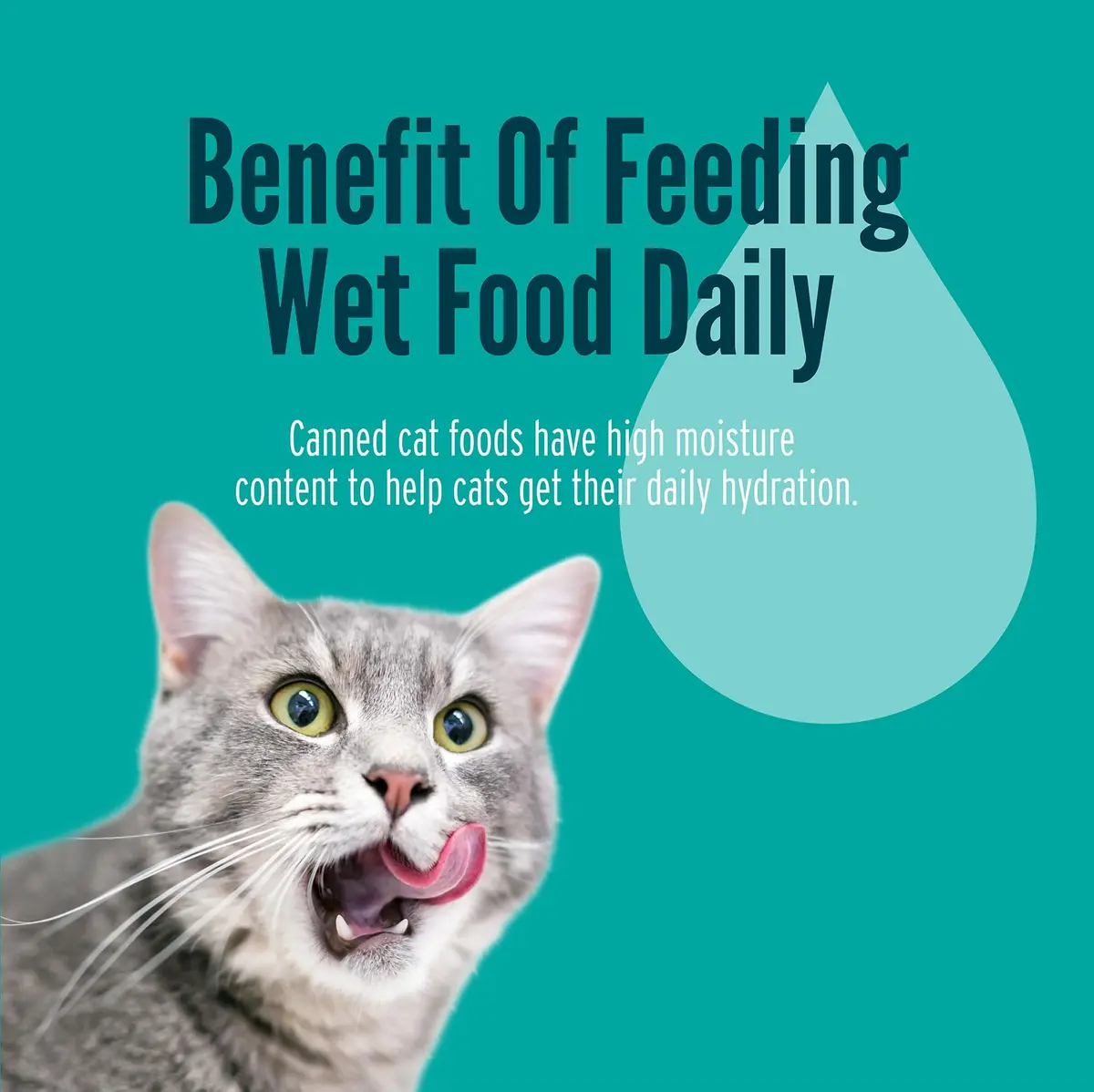 Strongheart Canned Wet Cat Food Turkey & Giblets Dinner 5.5 oz | Complete Nutrition for Cats - view 5