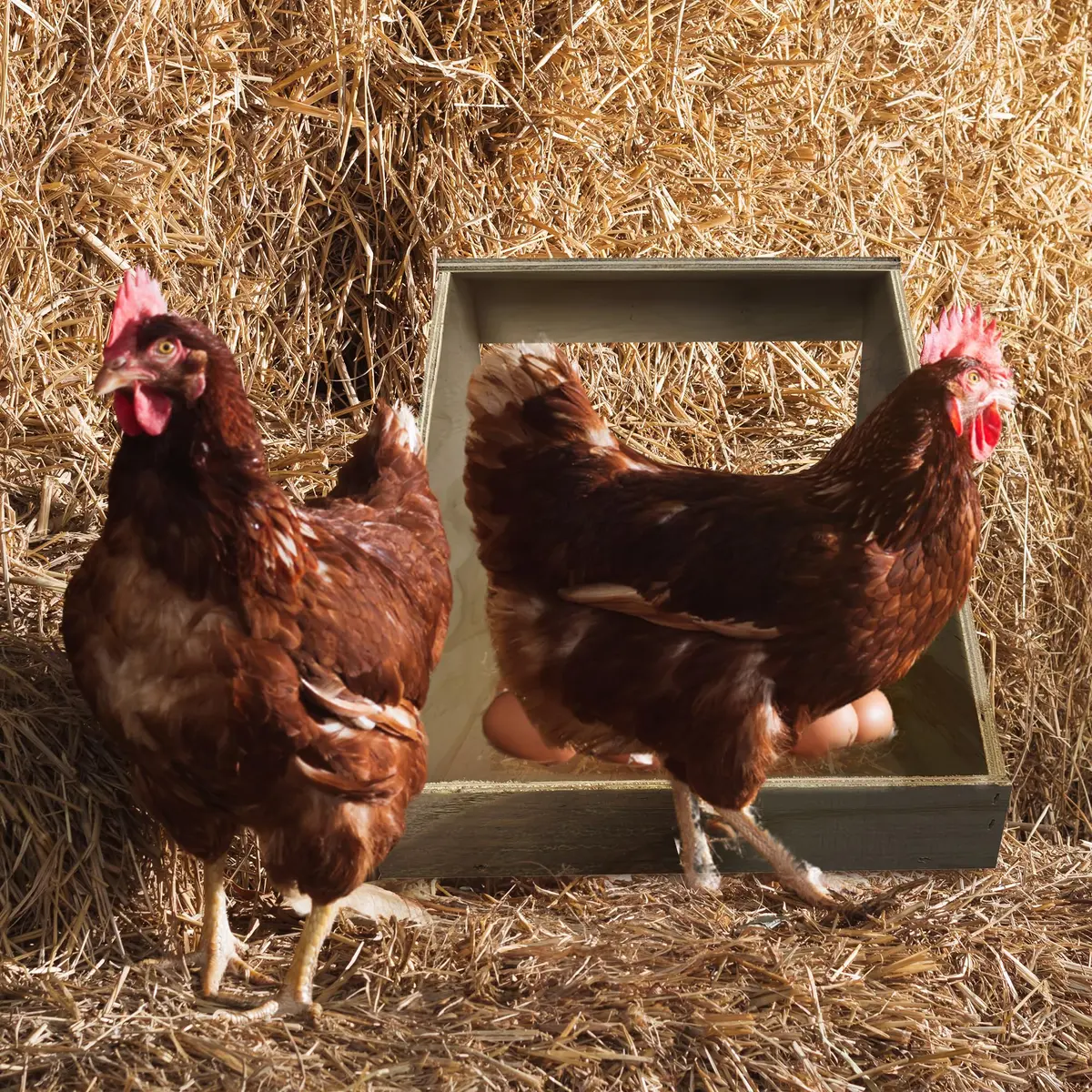 Farm Innovators Single Compartment Handcrafted Wood Chicken Nesting Box | Secure Egg-Laying Sanctuary - view 4