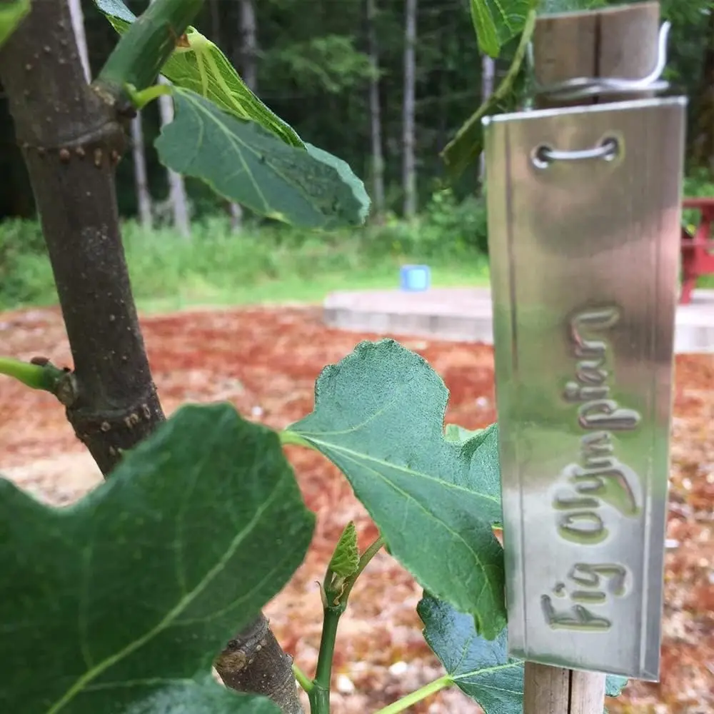 TINSKY Aluminum Plant Labels - 50PCS Metal Tags with Wires for Plant Markers, Tree Tags, Outdoor Identification and Greenhouse - view 7
