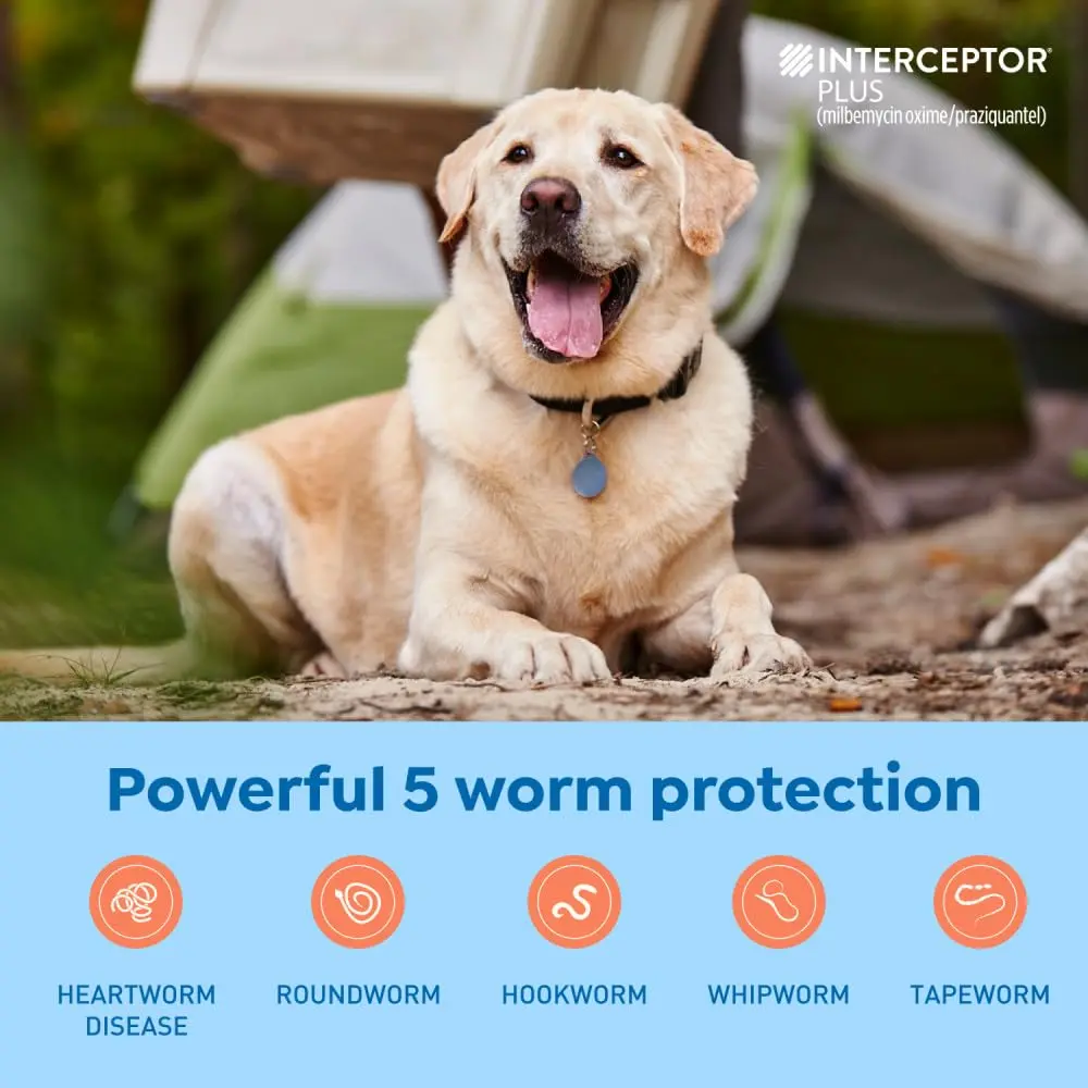 Interceptor Plus for Dogs 50.1-100 lbs. | Monthly Heartworm & Worm Protection - view 3
