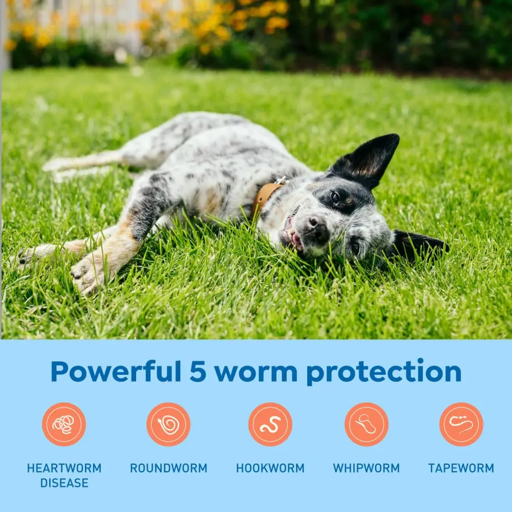 Interceptor Plus Monthly Tablets for Dogs 25.1-50 lbs | Heartworm & Worms Protection - view 3