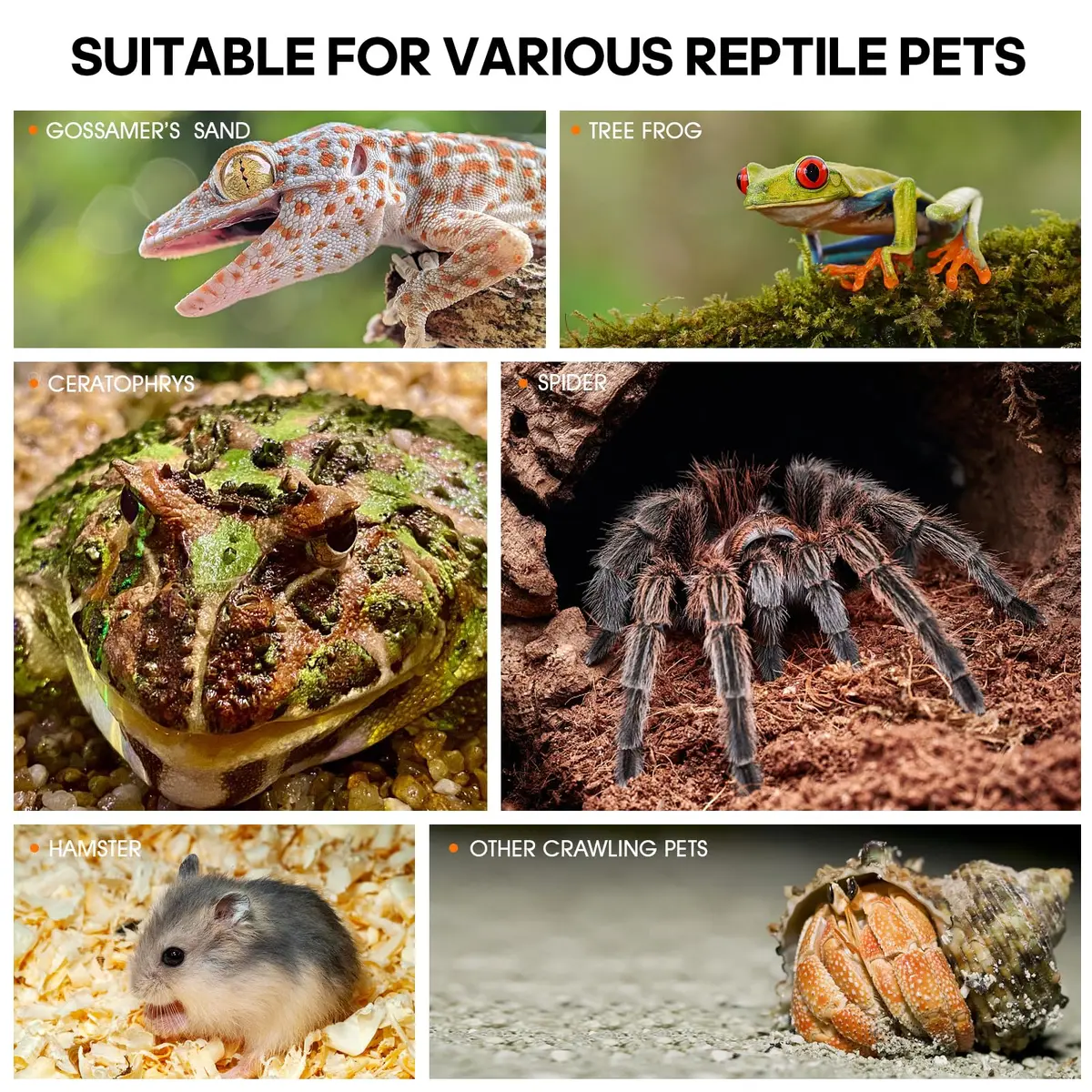 MYGIIKAKA Acrylic Jumping Spider Enclosure - Insect Terrarium for Spiders, Mantises, Tarantulas & Frogs | 37cm x 19cm x 20cm (14.6" x 7.7" x 8.1") - view 7