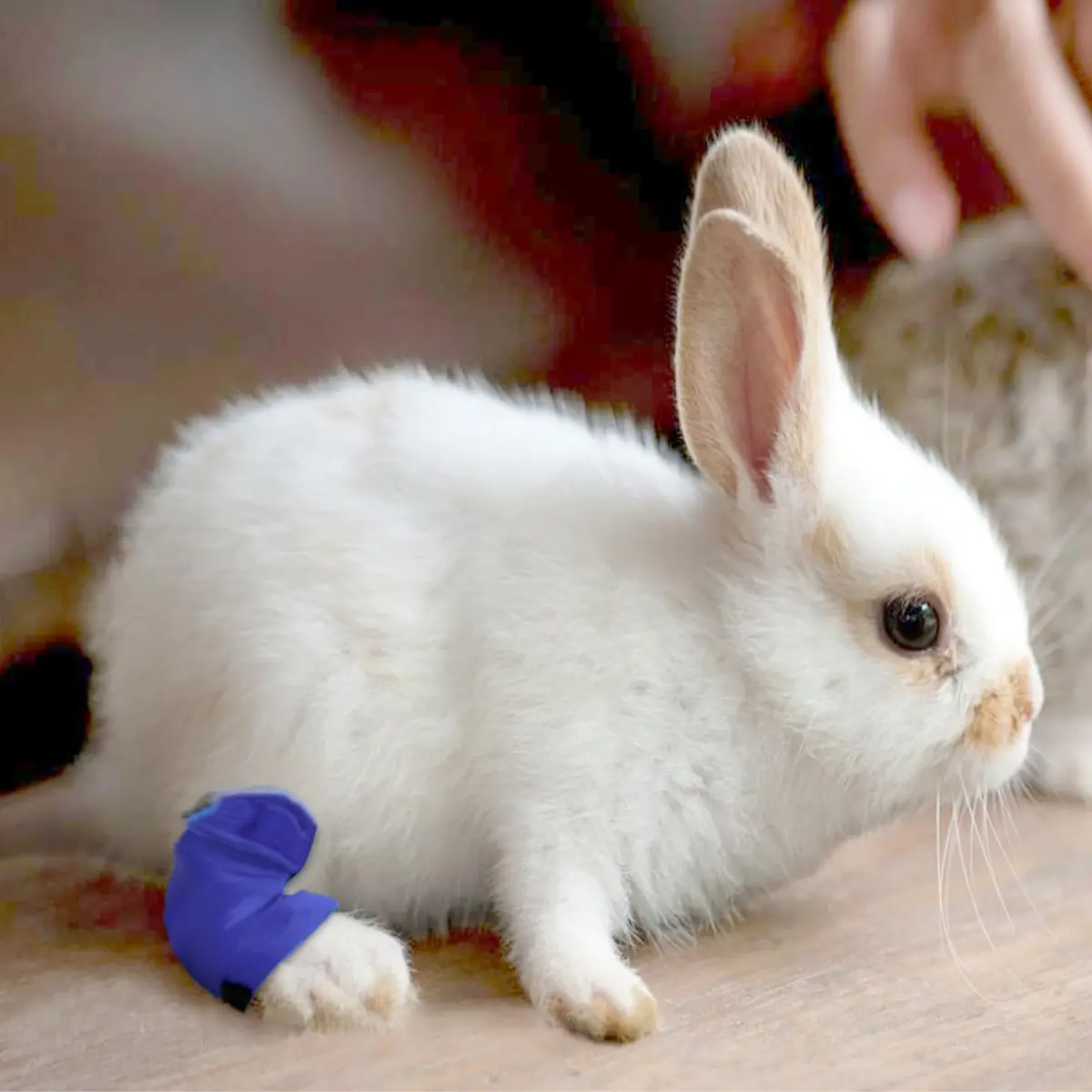 vomvomp Water Resistant Rabbit Hock Socks for Sore Hocks & Wound Relief | Waterproof, Extra Small - view 5