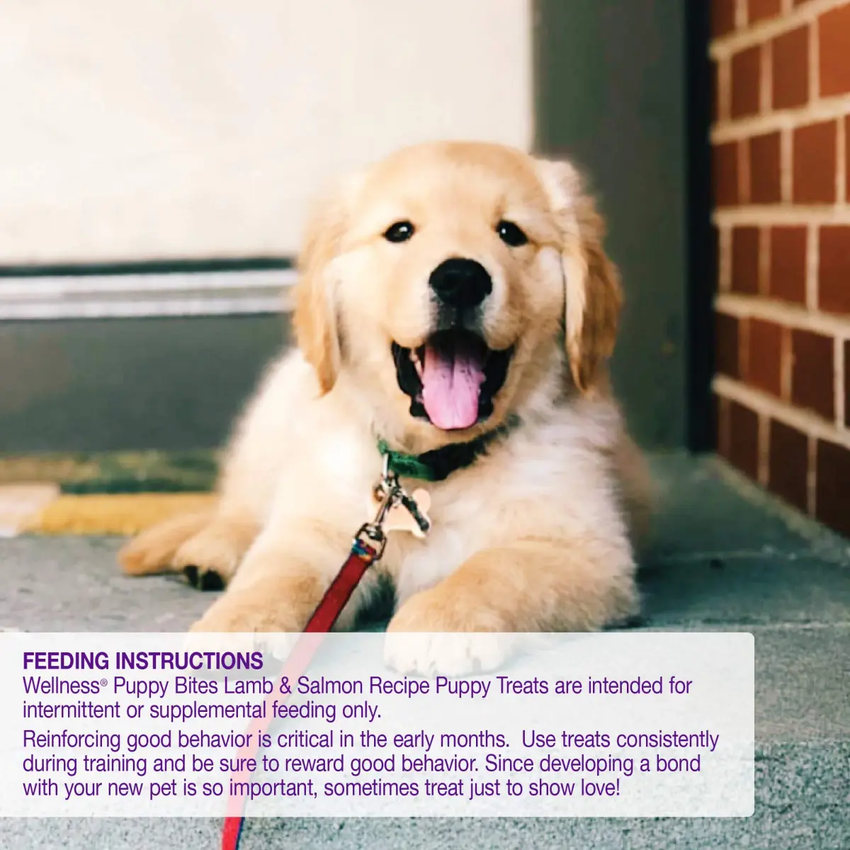 Wellness Soft Puppy Bites Lamb & Salmon Recipe Puppy Treats 16oz (454g) | Grain-Free Training Treats with DHA - view 6