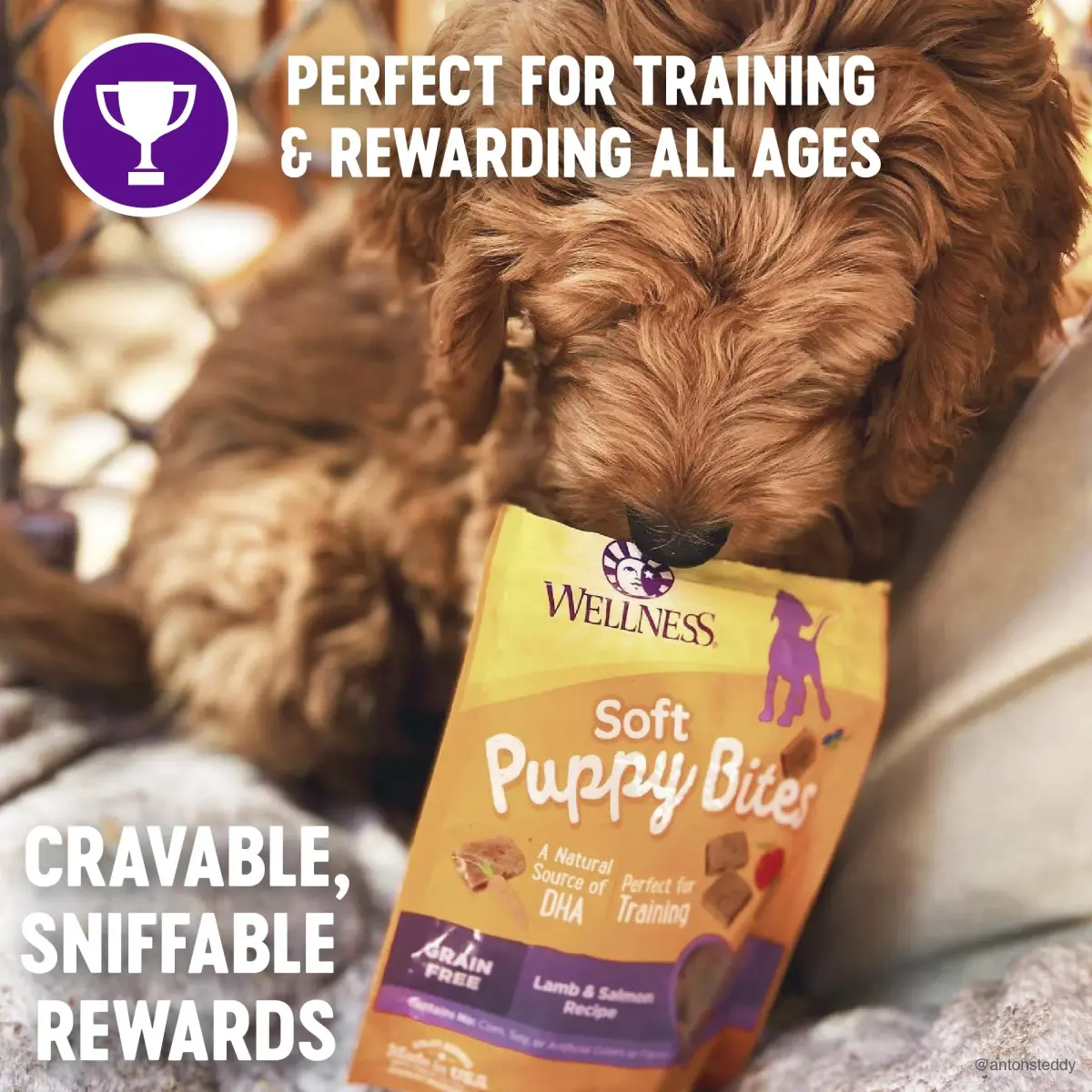 Wellness Soft Puppy Bites Lamb & Salmon Recipe Puppy Treats 16oz (454g) | Grain-Free Training Treats with DHA - view 3