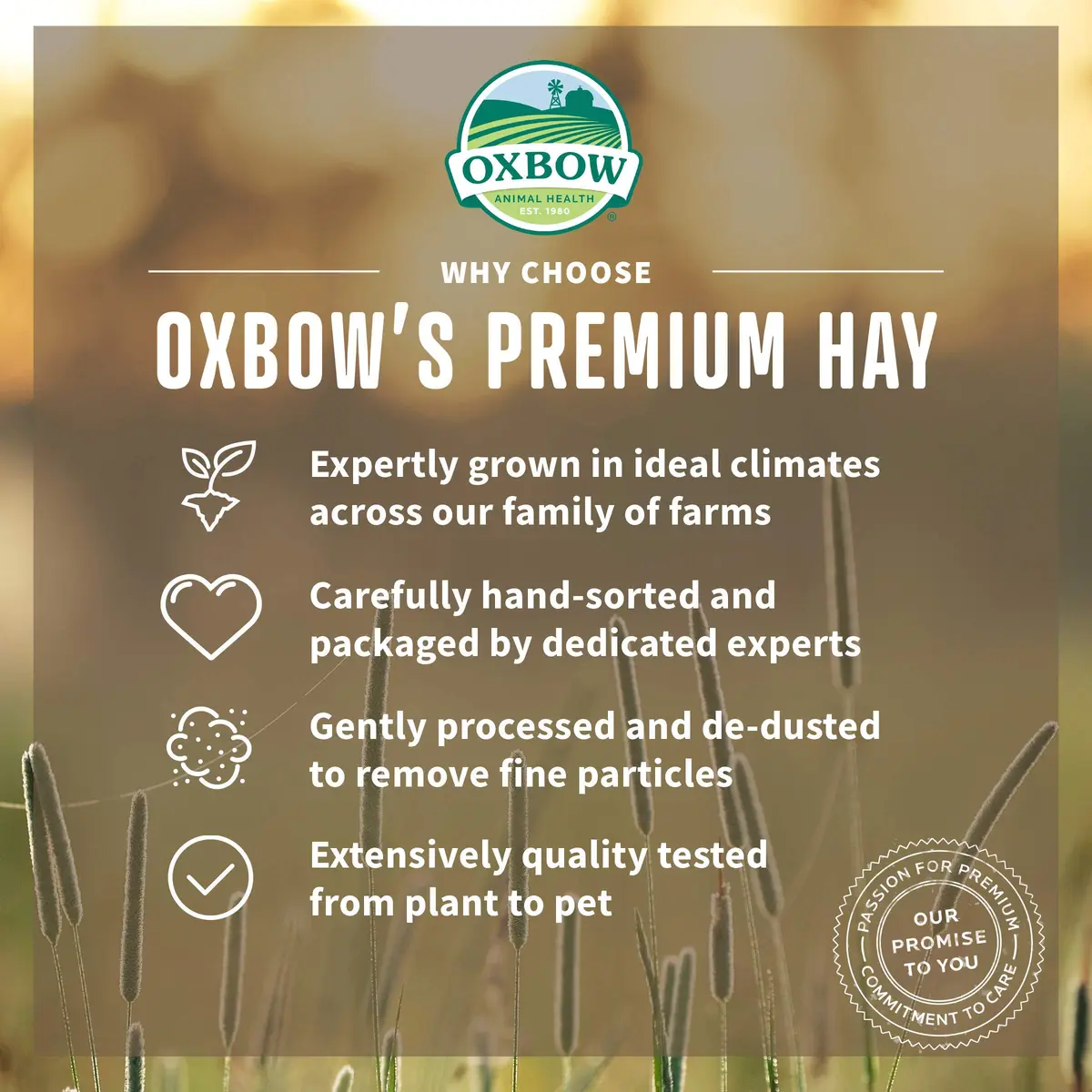 Oxbow Timothy Hay for Rabbits & Guinea Pigs, High Fiber Digestive Health, Grown in USA, 15 oz (425 g) Pack of 2 | Veterinarian Recommended Small Pet Food - view 3