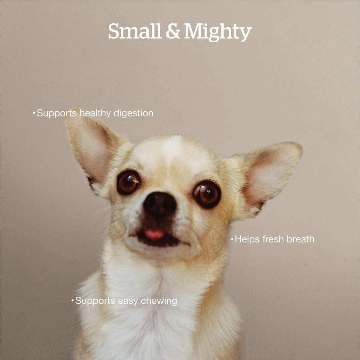 Now Fresh Good Gravy Small Breed Adult Dry Dog Food, Salmon, 3.5 lb | Supports Digestion & Weight Control - view 3