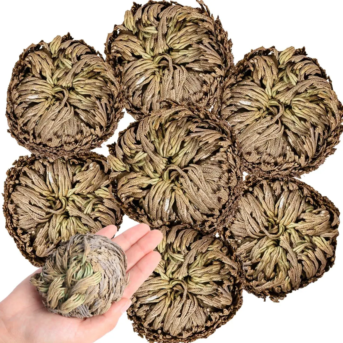 EquSym 7 Pack Rose of Jericho Dried Plants 2.5-3.5in | Natural Resurrection Plant for Spiritual Purification & Home Decor - main product image