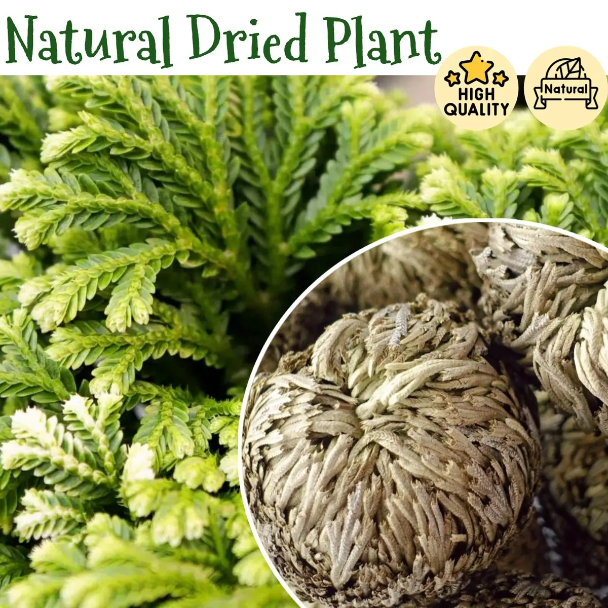 EquSym 7 Pack Rose of Jericho Dried Plants 2.5-3.5in | Natural Resurrection Plant for Spiritual Purification & Home Decor - view 6