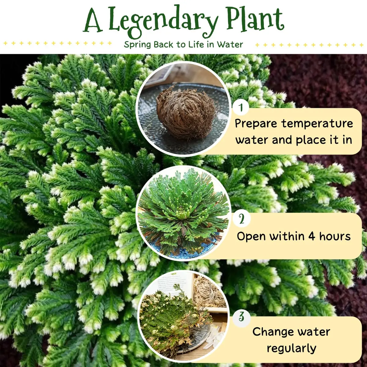 EquSym 7 Pack Rose of Jericho Dried Plants 2.5-3.5in | Natural Resurrection Plant for Spiritual Purification & Home Decor - view 2