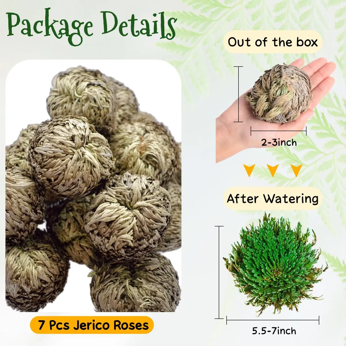 EquSym 7 Pack Rose of Jericho Dried Plants 2.5-3.5in | Natural Resurrection Plant for Spiritual Purification & Home Decor - view 4
