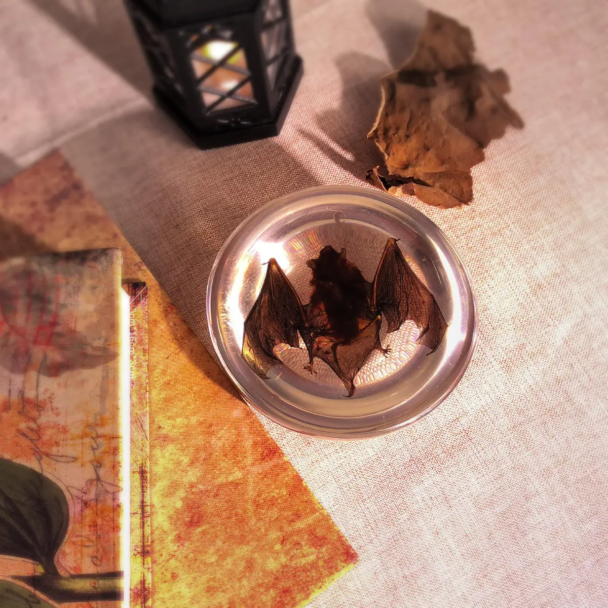 WAVEBEEXS Taxidermy Bat in Resin | Gothic Animal Specimen for Education & Decor - view 5