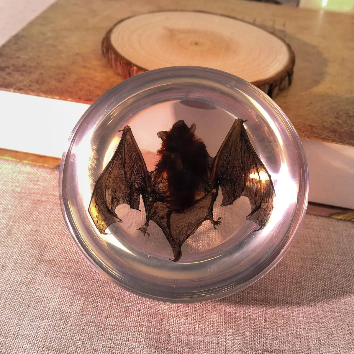 WAVEBEEXS Taxidermy Bat in Resin | Gothic Animal Specimen for Education & Decor - view 3