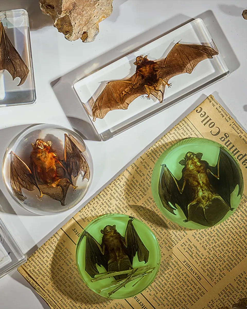 WAVEBEEXS Taxidermy Bat in Resin | Luminous Macabre Decor & Educational Specimen - view 2