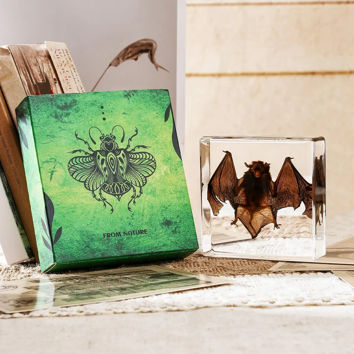 WAVEBEEXS Taxidermy Bat in Resin 3x3x1in | Macabre Animal Specimen for Education & Decor - view 4