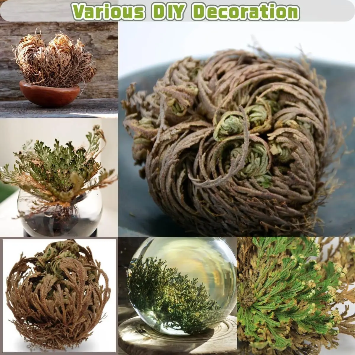 EquSym Rose of Jericho Dried Plants 17 Pack (0.2 lb / 0.09 kg) | Spiritual Purification & Home Decor - view 12