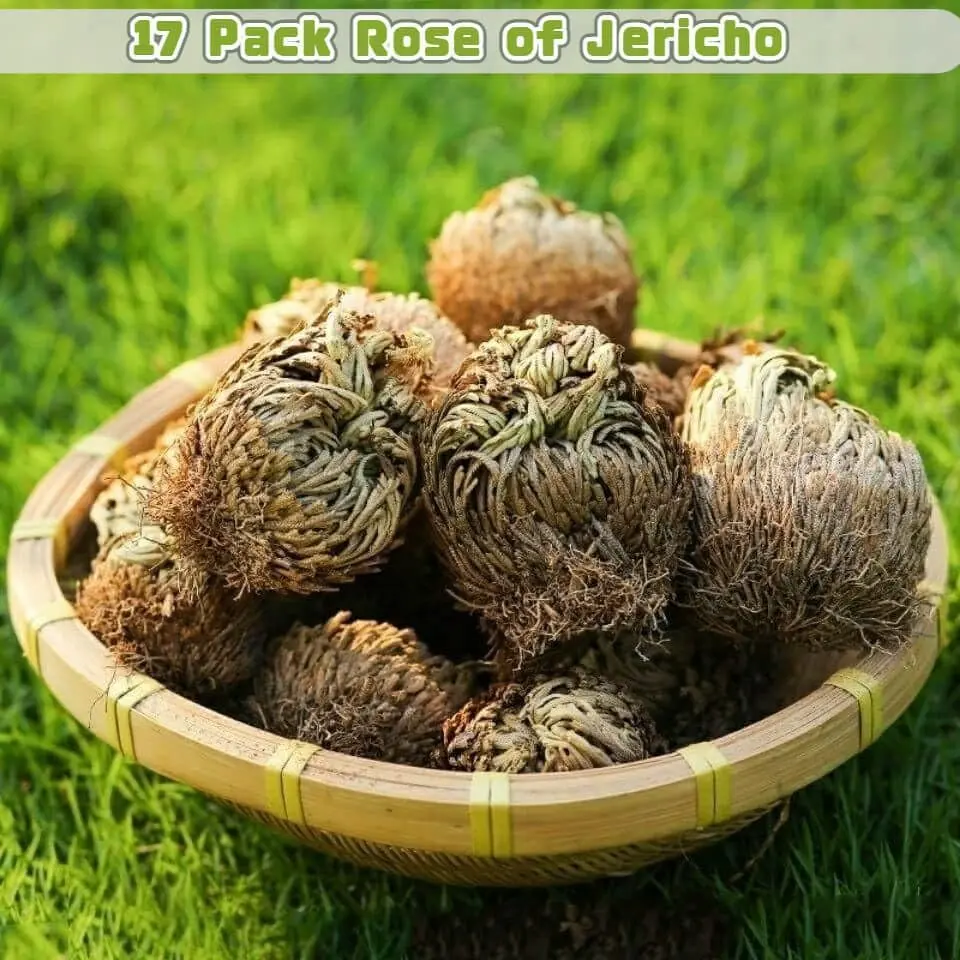 EquSym Rose of Jericho Dried Plants 17 Pack (0.2 lb / 0.09 kg) | Spiritual Purification & Home Decor - view 3