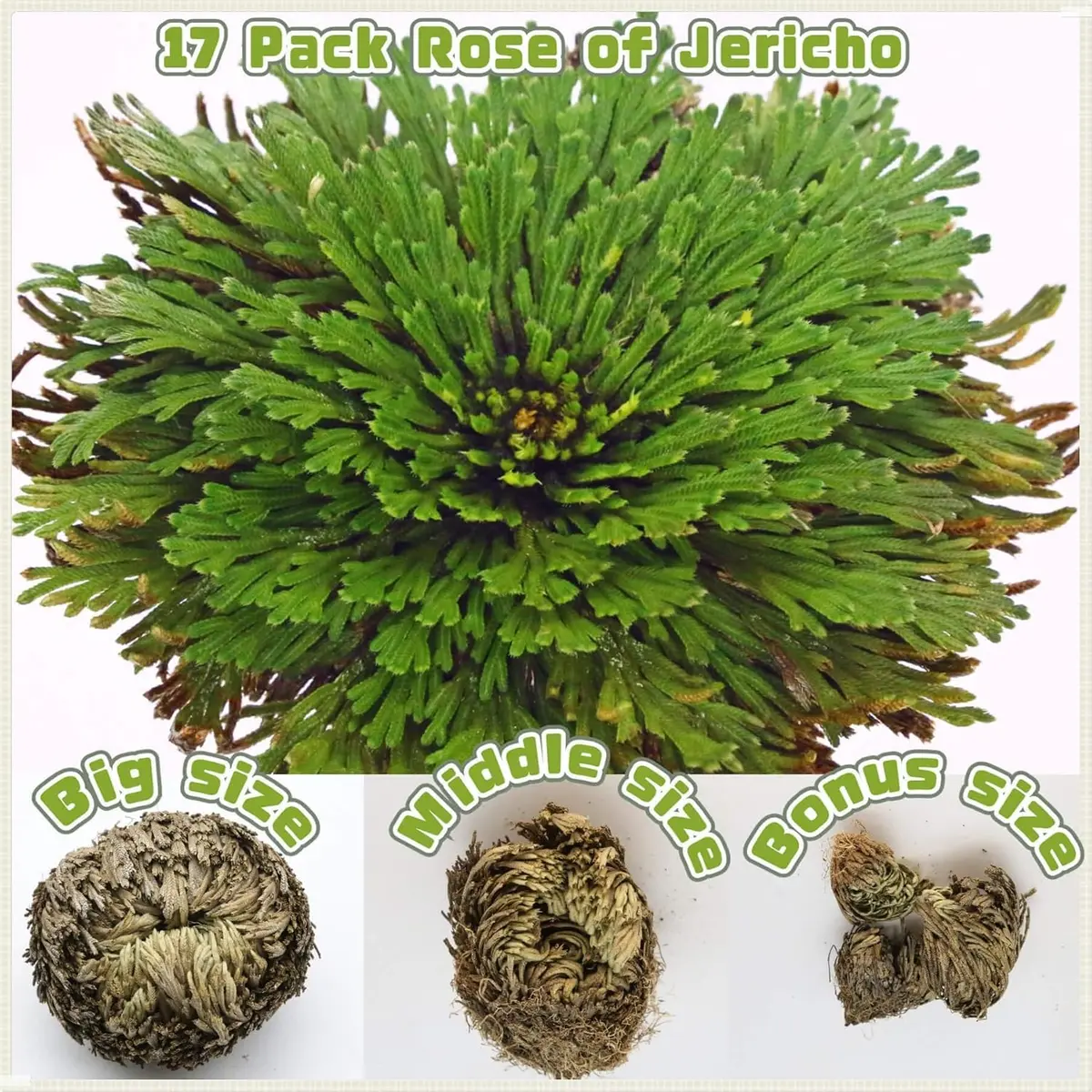 EquSym Rose of Jericho Dried Plants 17 Pack (0.2 lb / 0.09 kg) | Spiritual Purification & Home Decor - view 5