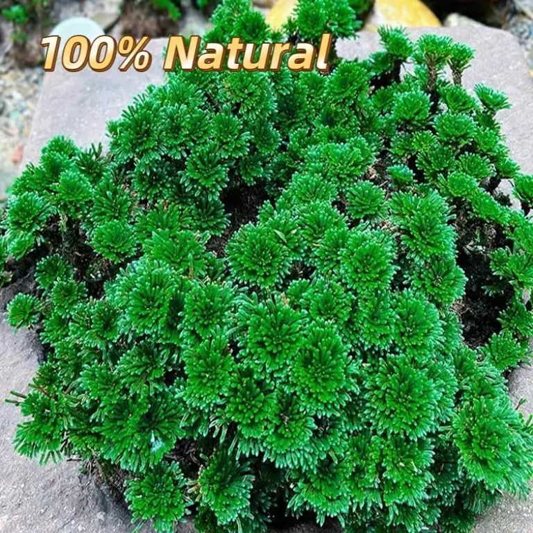 EquSym Rose of Jericho Dried Plants 17 Pack (0.2 lb / 0.09 kg) | Spiritual Purification & Home Decor - view 7