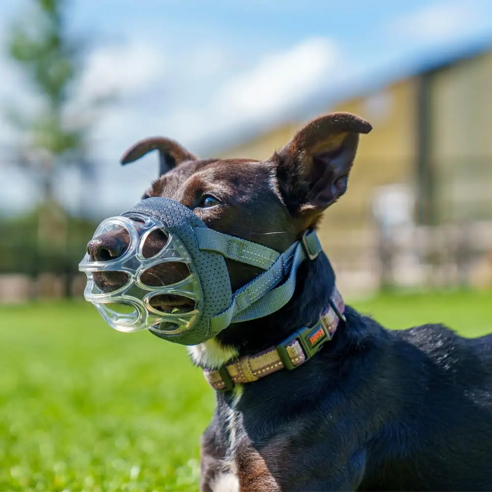 Baskerville INVISA Basket Dog Muzzle Size 1 | Transparent, Comfortable & Safe for Small Dogs - view 2