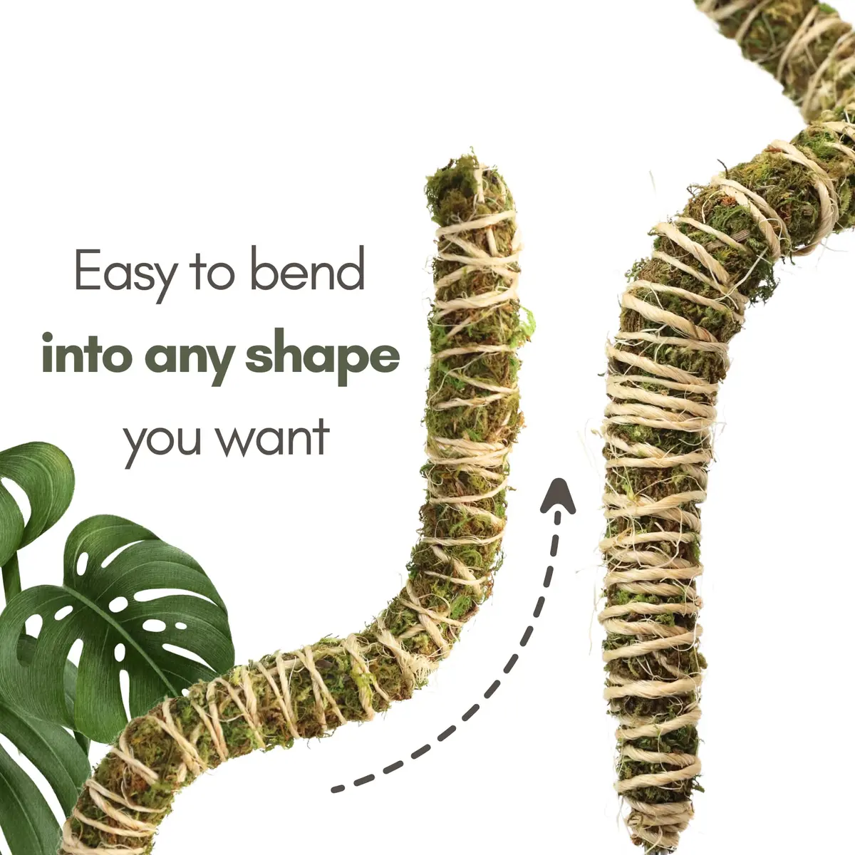 Mossify Bendable Moss Pole 30'' (76.2 cm) - 3 Pack, Natural Forest Moss | Flexible Climbing Plant Support for Monstera, Pothos, Philodendron - view 2