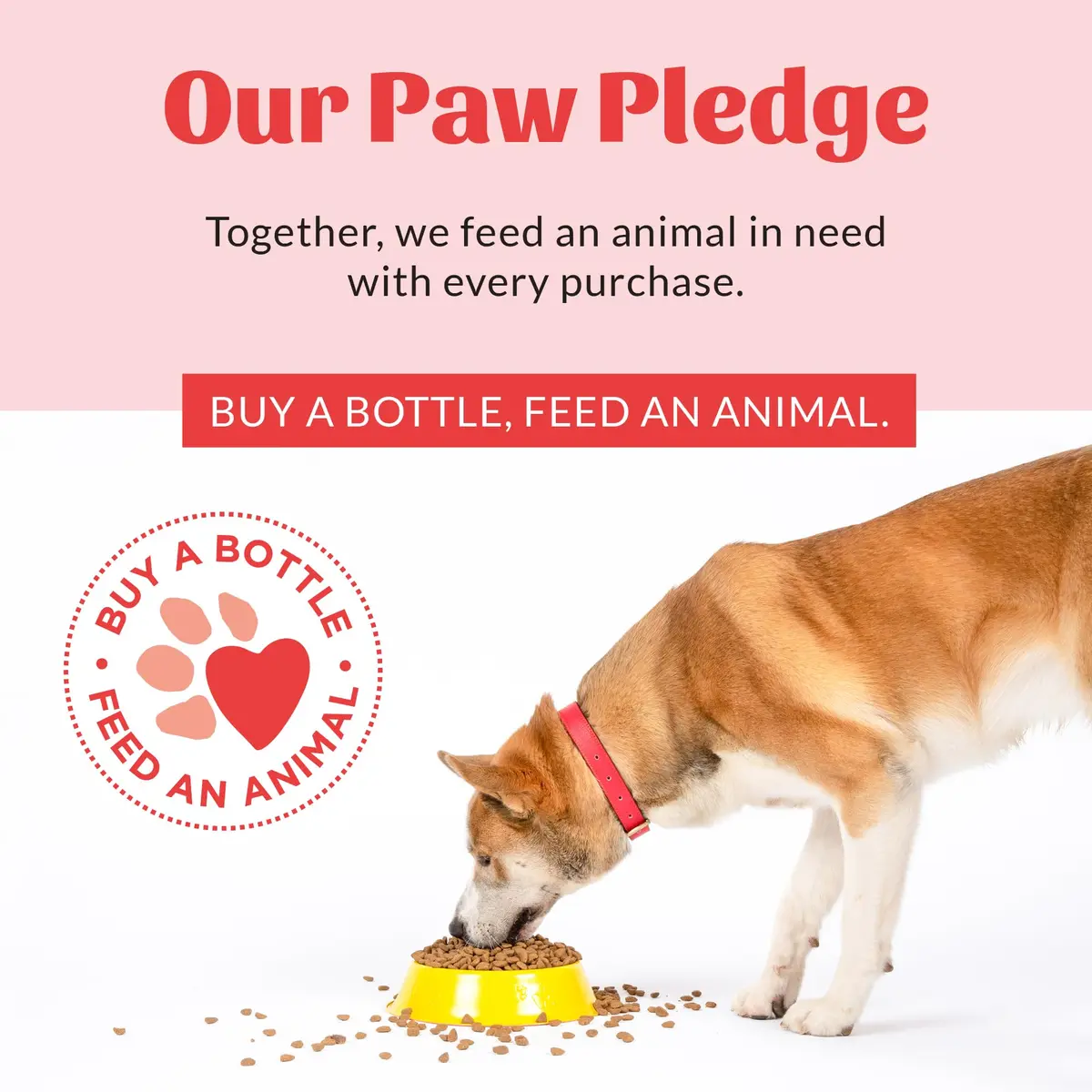 SKOUT'S HONOR Fresher Breath Advanced Dental Drops for Cats & Dogs | No Brushing Needed, 4 oz, 2-Pack - view 9