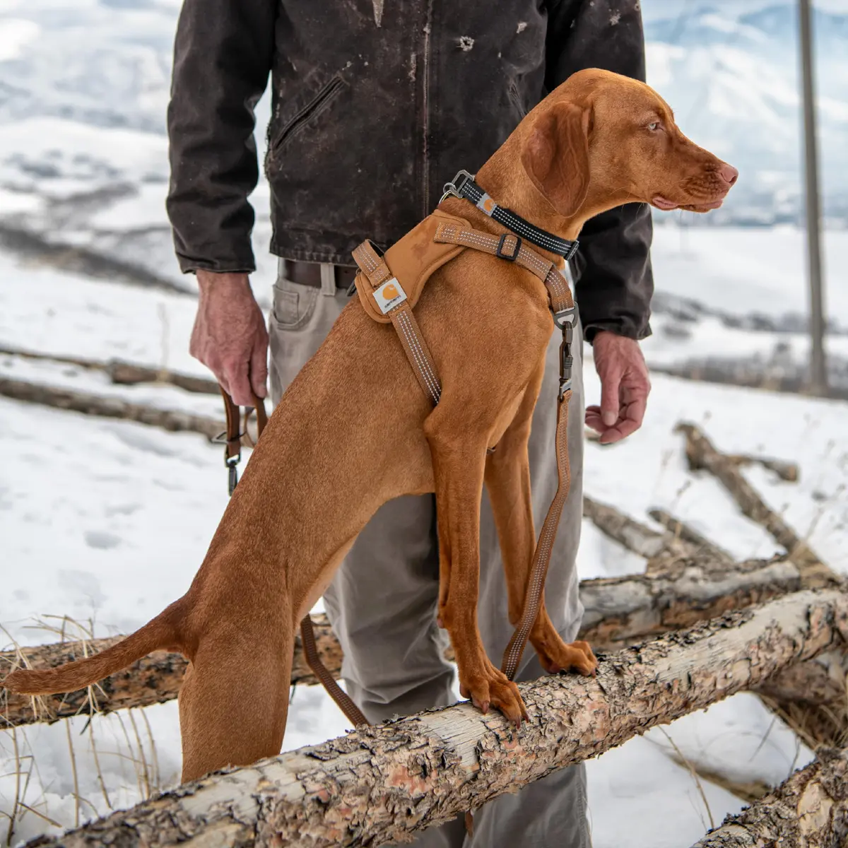 Carhartt Nylon Duck No Pull Dog Harness Deep Wine L | Adjustable, Water-Repellent, Reflective - view 5