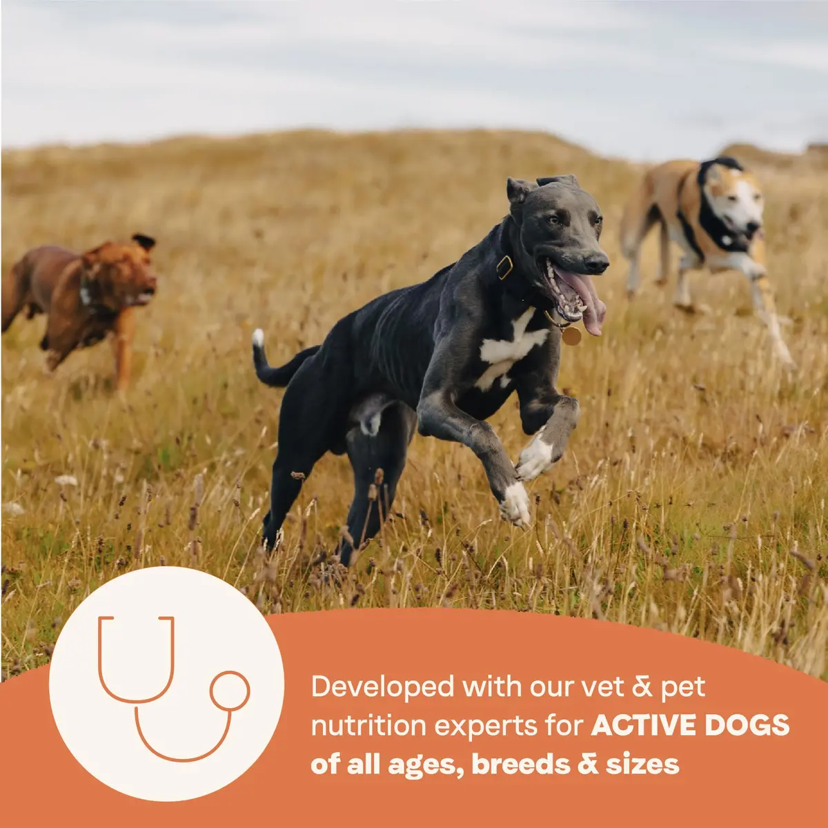 CANIDAE All Life Stages High Protein Dog Food 4 lb | Salmon & Ancient Grains for Active Dogs - view 4