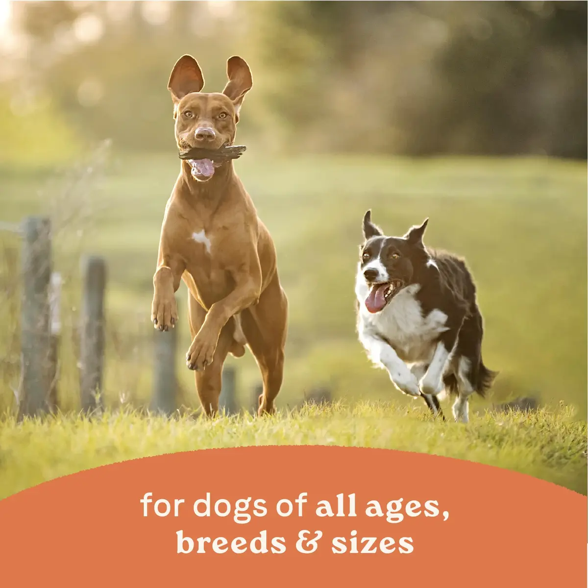 CANIDAE All Life Stages Beef & Vegetable Chunky Stew 12.7 oz Pack of 6 | Hearty Real Meat & Veg for Dogs - view 5
