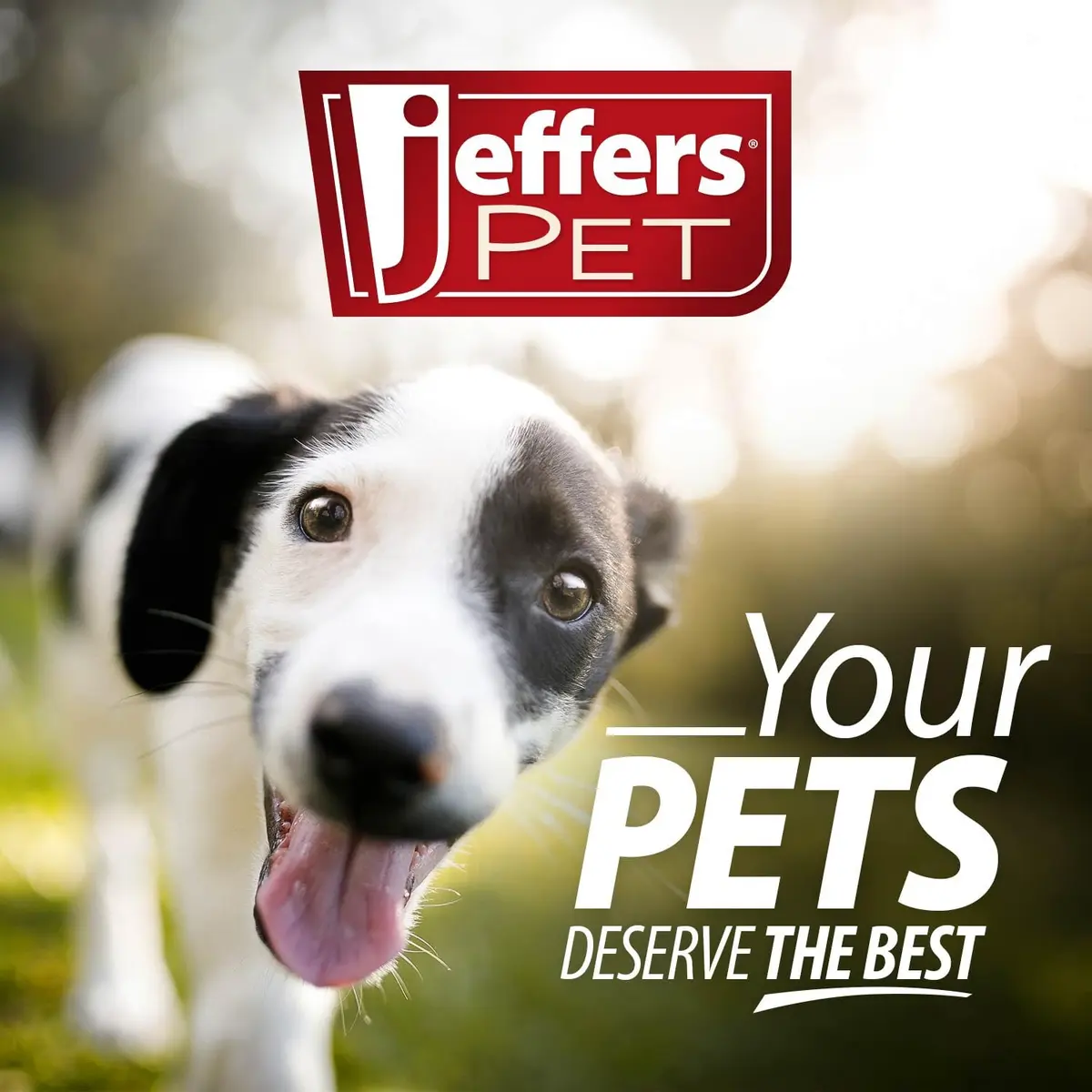Jeffers Pet Ear Cleaning Solution for Dogs, Cats & Puppies | Aloe Vera Ear Wash for Wax & Odor Removal, Itchy Ear Comfort, Routine Ear Hygiene, Travel Friendly - view 5