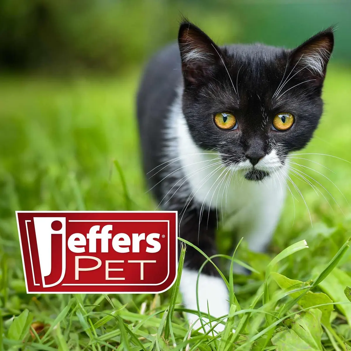 Jeffers Pet Ear Cleaning Solution for Dogs, Cats & Puppies | Aloe Vera Ear Wash for Wax & Odor Removal, Itchy Ear Comfort, Routine Ear Hygiene, Travel Friendly - view 7