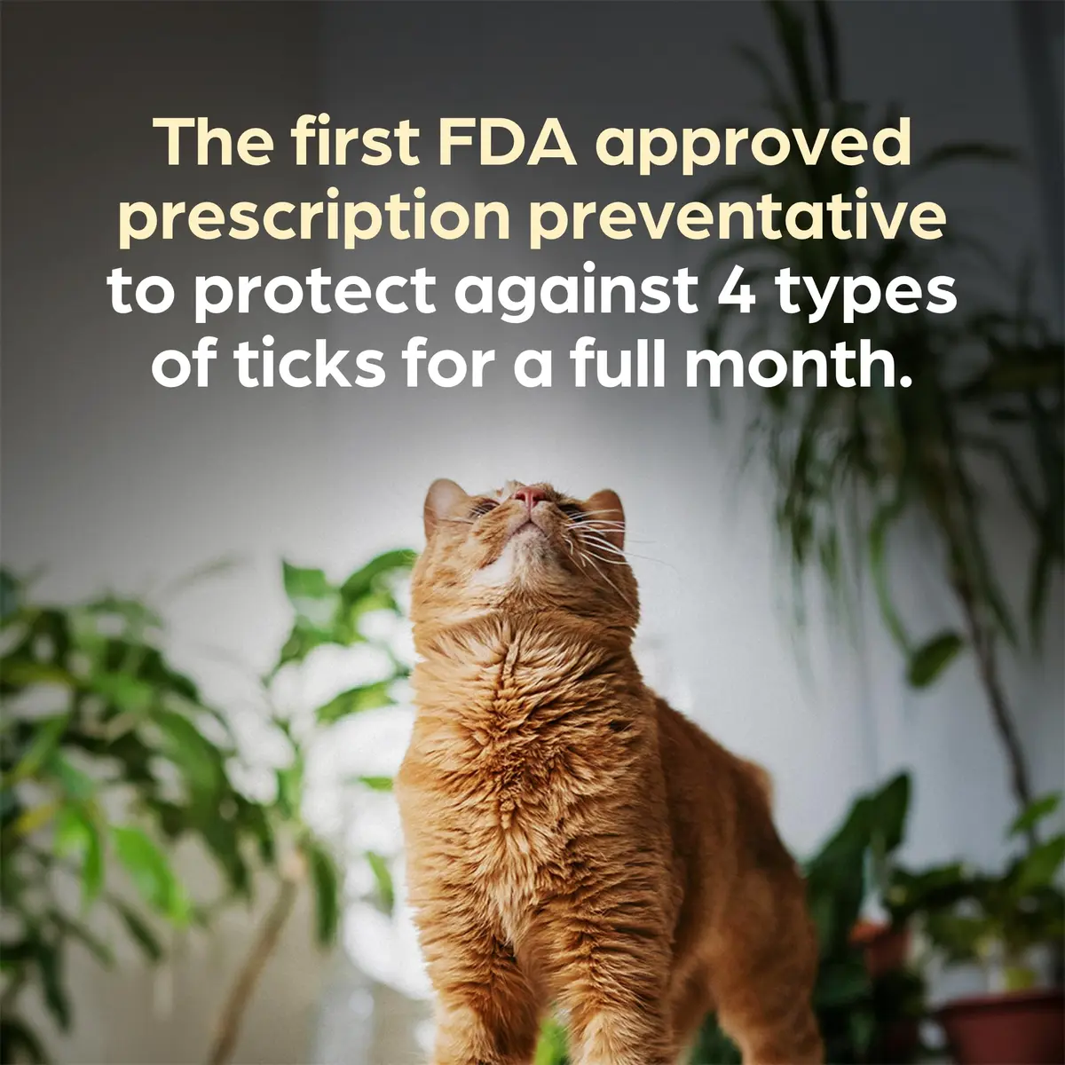 Revolution Plus Topical Solution for Cats 2.8-5.5 lbs | 7-in-1 Parasite Protection - view 5