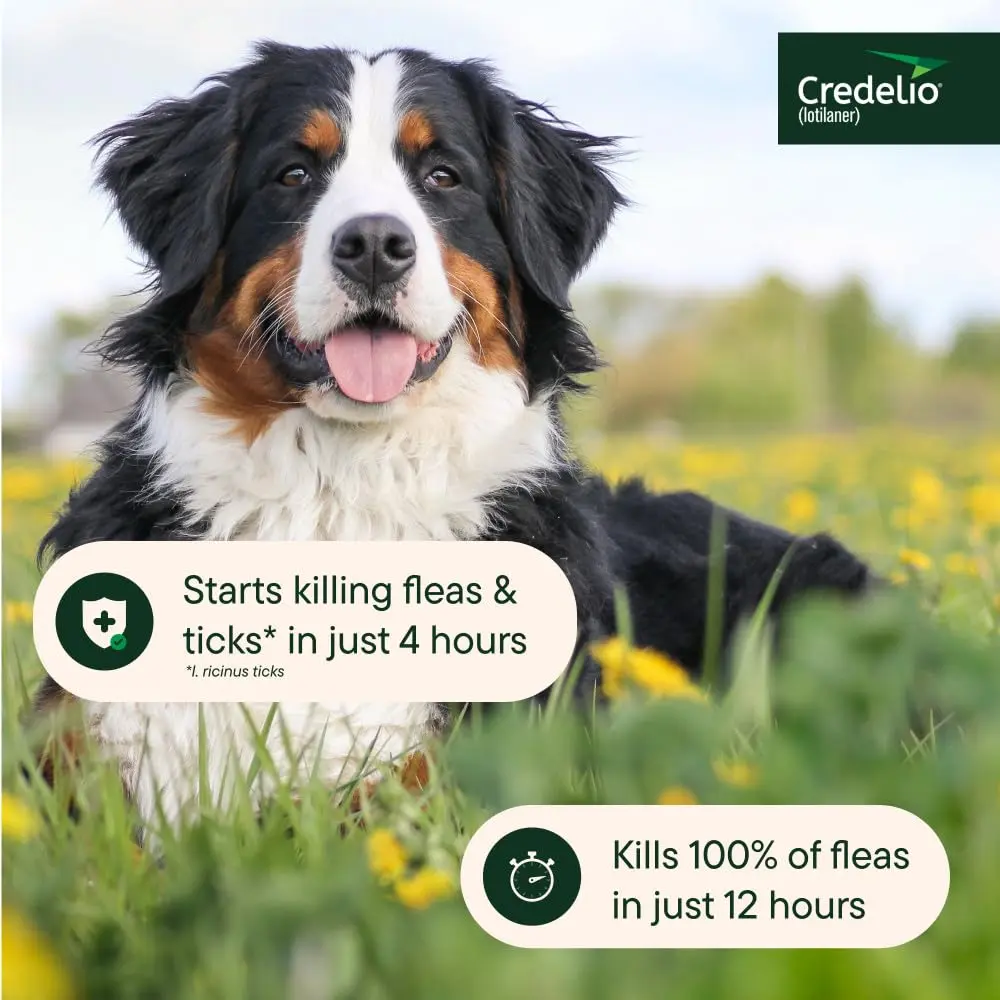 Credelio Tick & Flea Treatment for Dogs 50.1-100 lbs. | Fast-Acting Chewable Infestation Prevention - view 6