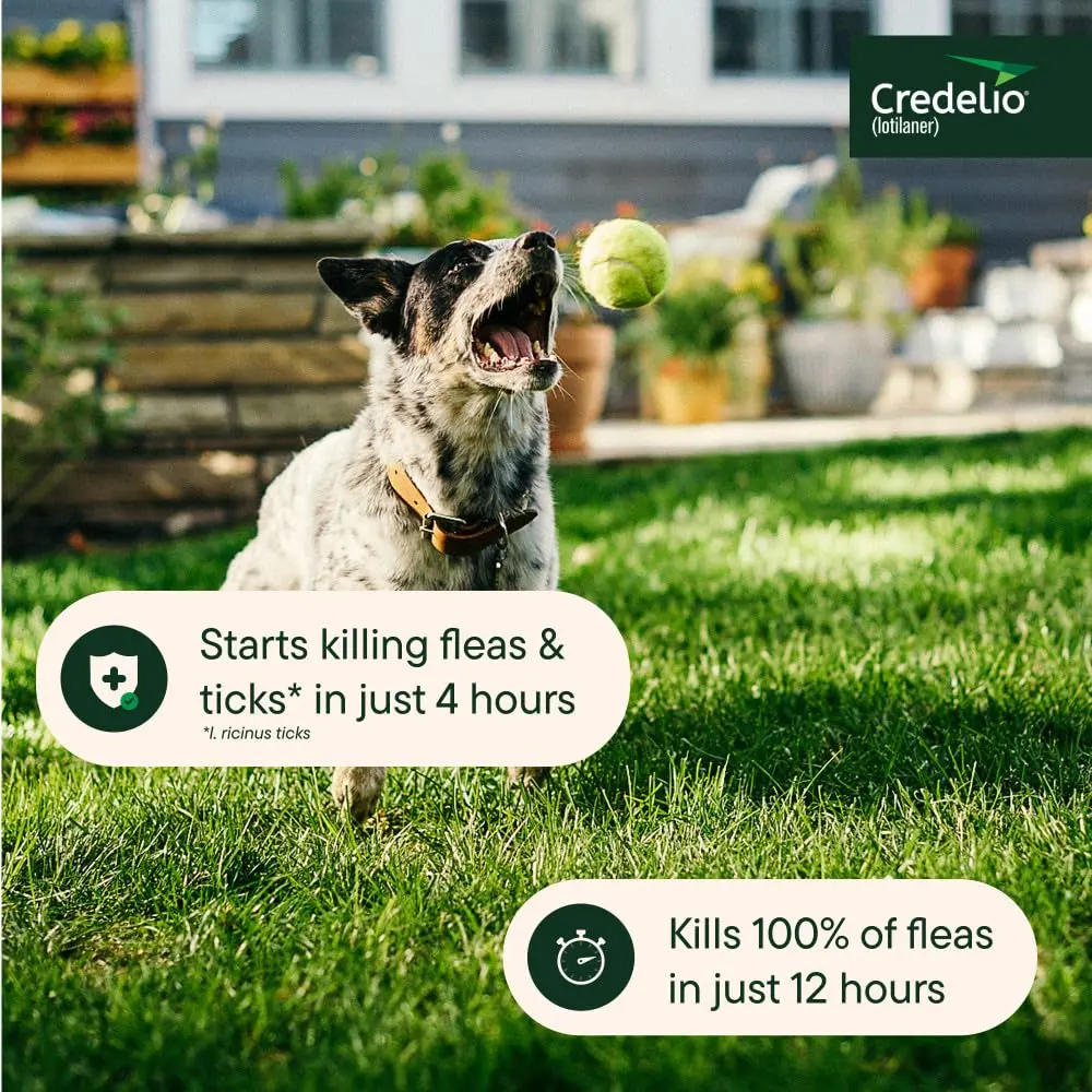 Credelio Chewable for Dogs 25.1-50 lbs | Fast-Acting Tick & Flea Protection - view 6