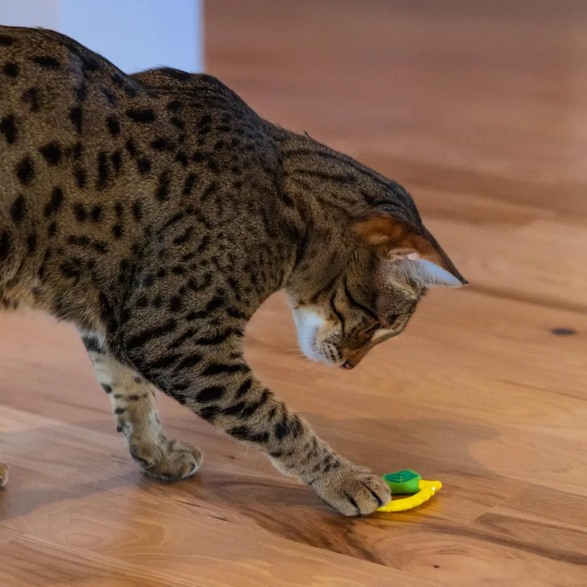 Catstages Dental Lemon Teether Interactive Chew Cat Toy with Catnip, 2.4" | Soft & Multi-Textured, Helps Keep Teeth Clean, Massages Gums, Catnip Oil Coating, Bat & Carry, Enrichment for Cats & Kittens - view 6