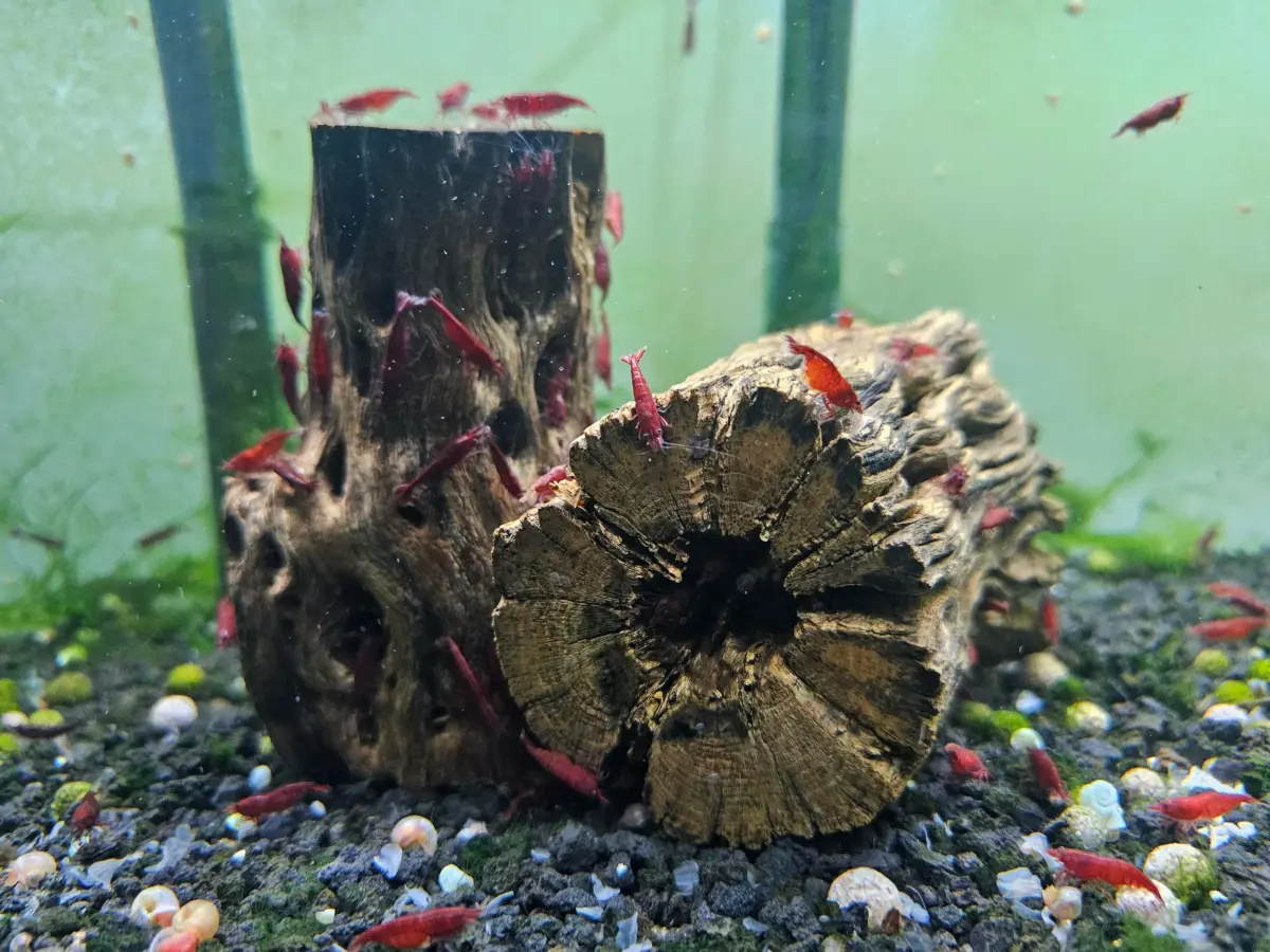 SoShrimp Natural Cholla Wood for Aquarium Decoration 20.32 cm (8 Inch) 2-Pack | Natural Aesthetic Appeal - view 3