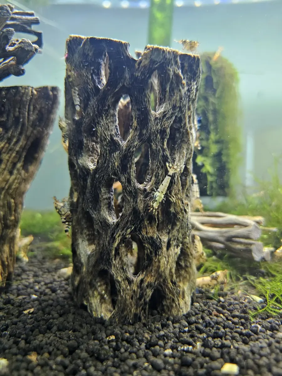 SoShrimp Natural Cholla Wood for Aquarium Decoration 20.32 cm (8 Inch) 2-Pack | Natural Aesthetic Appeal - view 4