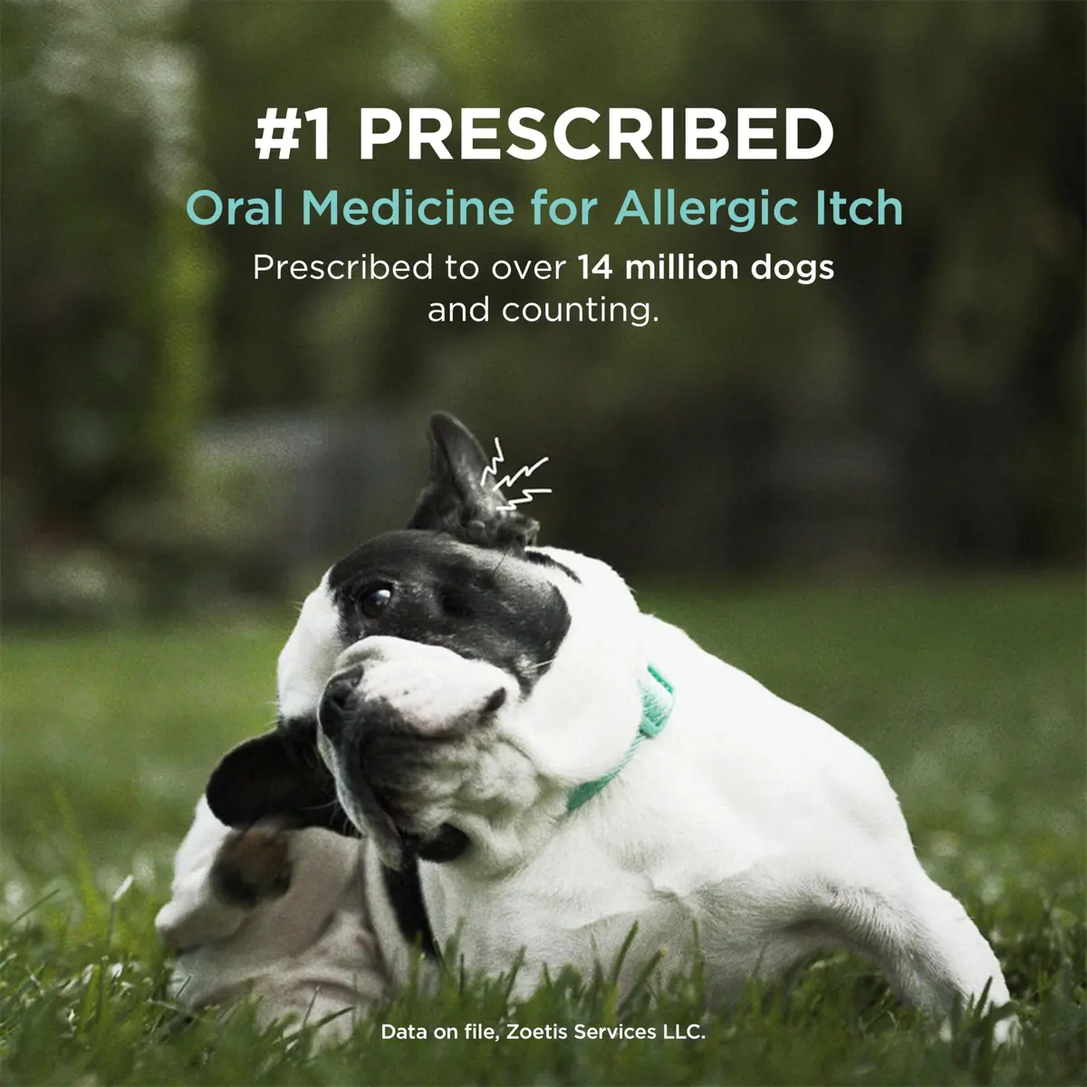 Apoquel 3.6 mg | Fast-Relief Anti-Itch Tablets for Dogs (enables Indian pet owners) - view 5