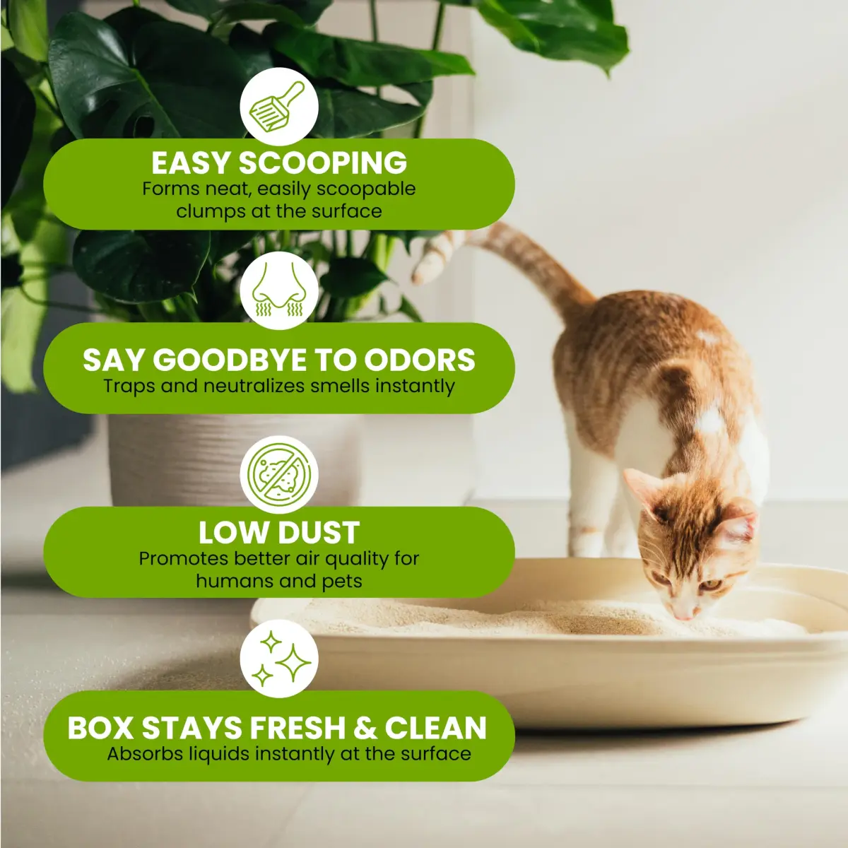 almo nature Natural Plant-Based Clumping Cat Litter 4.54 kg (10 lb) Pack of 2 | Biodegradable Odor Control - view 5