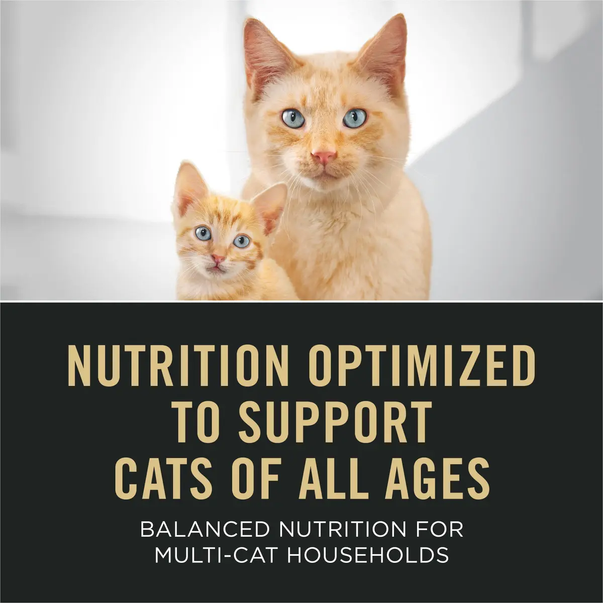 Purina Pro Plan All Life Stages Pate Wet Cat Food Variety Pack, (24) 3 oz | Complete Nutrition for Cats - view 3