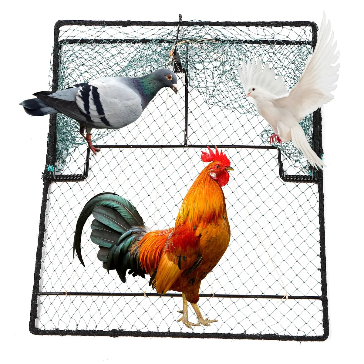 WillMesh Humane Pigeon Trap, Bird Trap for Quail, Turkey 50cm x 60cm | Live Catch & Easy Release - main product image