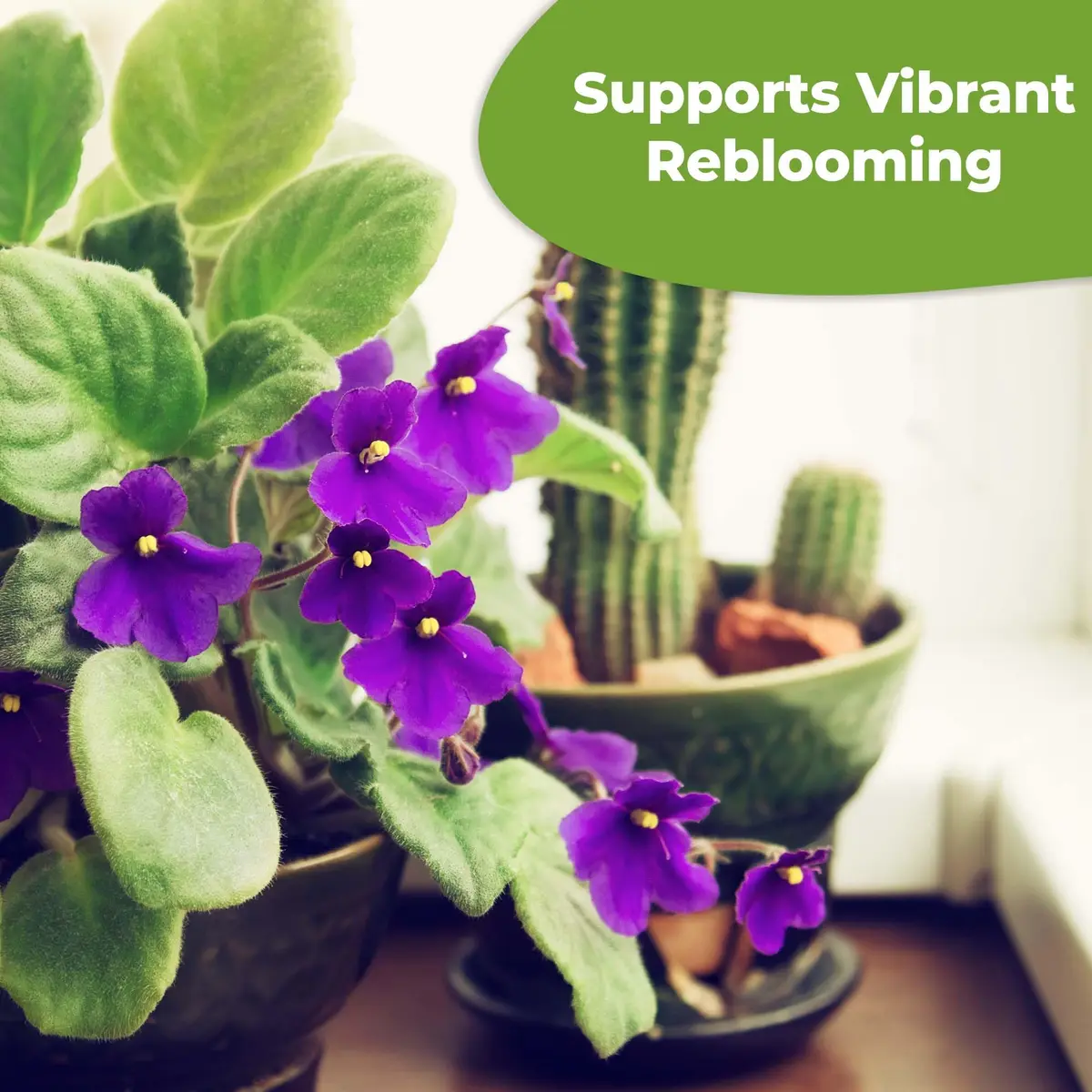 Perfect Plants African Violet Fertilizer, 4 oz, Liquid Bloom Food Drops | Gentle 2-2-2 NPK for Vibrant Blooms - view 5